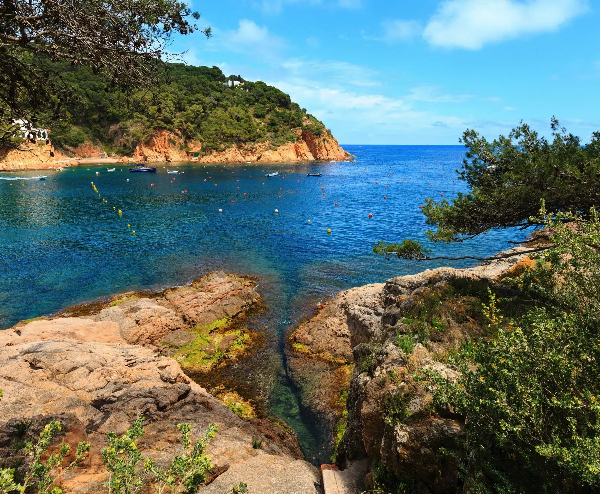 La cala de Tamariu des de les roques, amb l'aigua turquesa i els pins